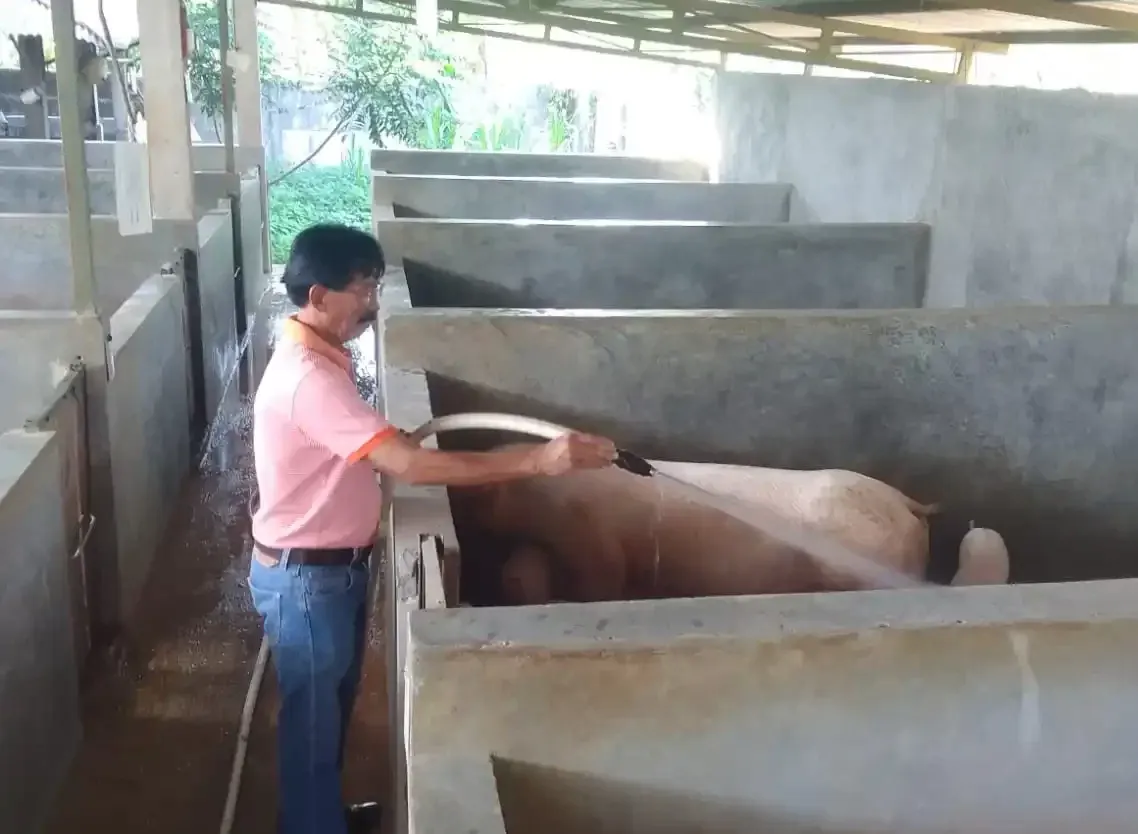 pengalaman-kursus-ternak-babi-di-salatiga-bersama-kptt